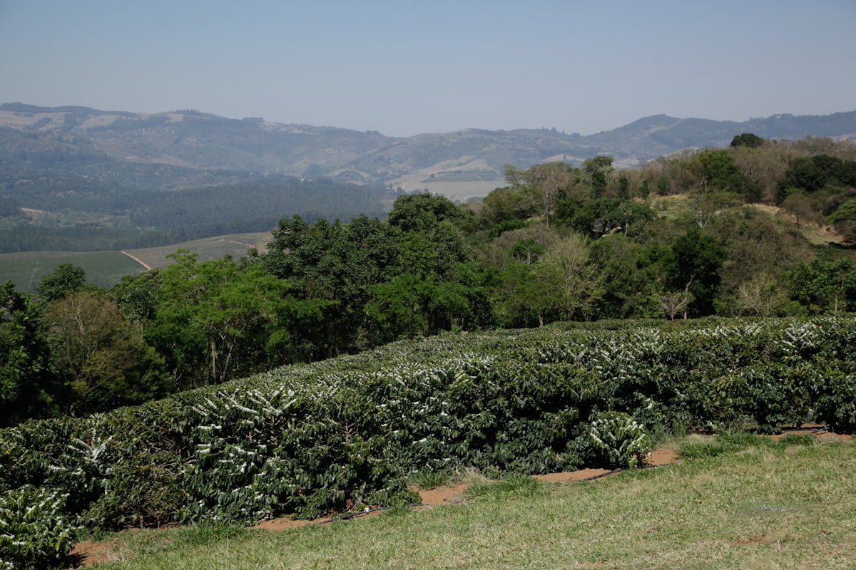 Rady kávovníkov na brazílskej plantáži