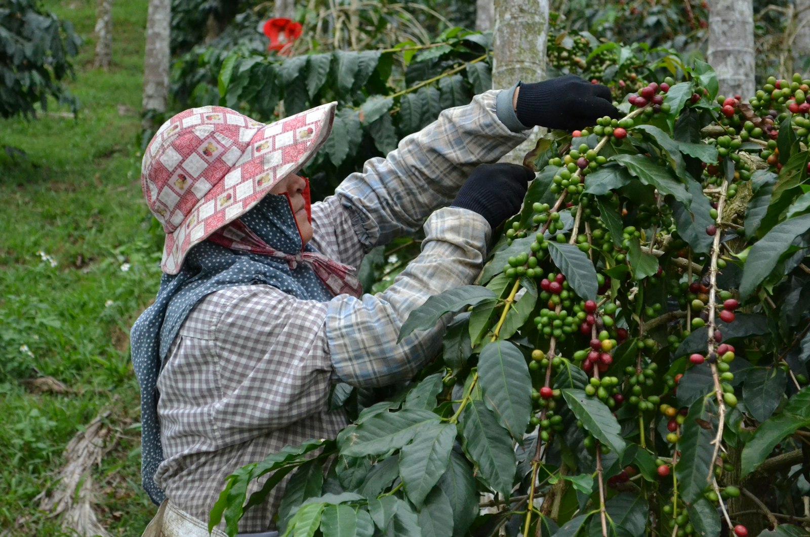 Farmárka pri zbere kávových bobúľ